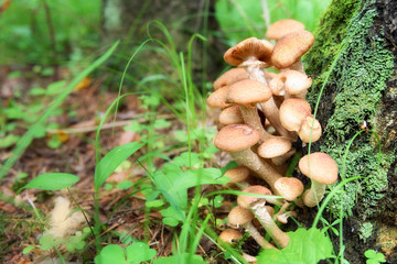 Honey mushrooms or armillaria