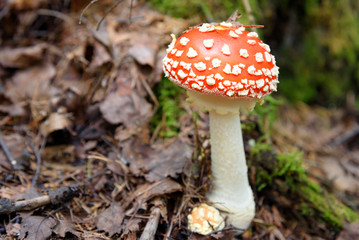 Amanita muscaria. Red poisonous mushrooms
