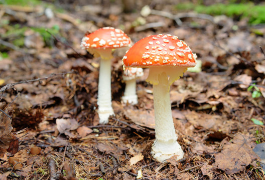 Amanita muscaria. Red poisonous mushrooms