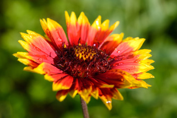 Gaillardia flower on green background