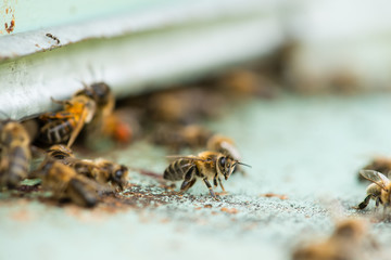 Swarm of honeybees coming and going around beehives in a bee far