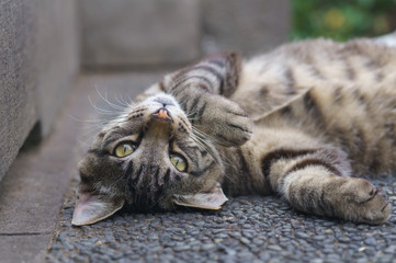 Obraz premium 猫