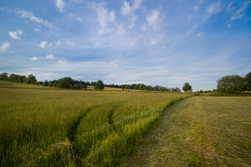 Green field with the blue sky