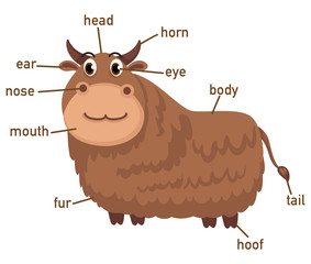 Illustration of yak vocabulary part of body