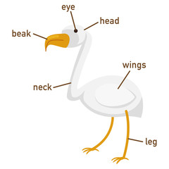Illustration of egret vocabulary part of body