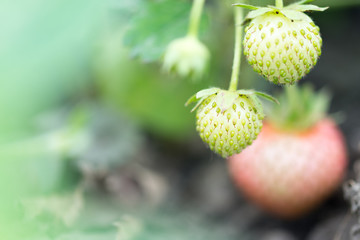 Young green strawberry with blurred background
