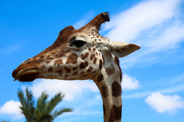 Portrait of a giraffe on a blue sky
