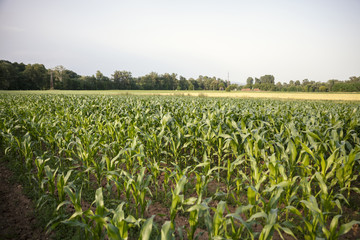 Fototapeta na wymiar field of young corn..