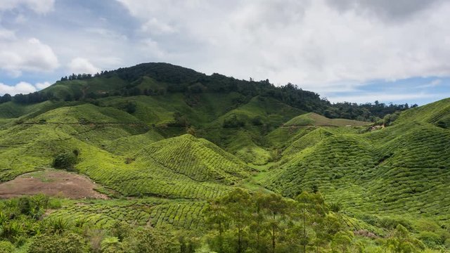Timelapse of Tea Plantation at Cameron Highland, Malaysia During Daylight