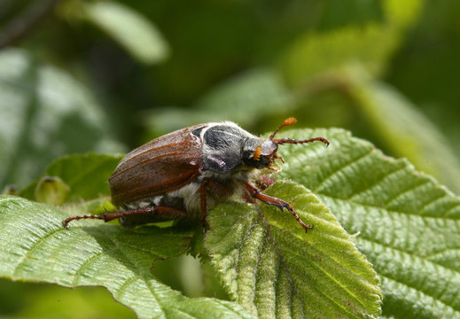doodlebug / Maik&auml;fer (Melolontha melolontha)