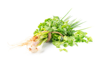  Spring onion and coriander isolated