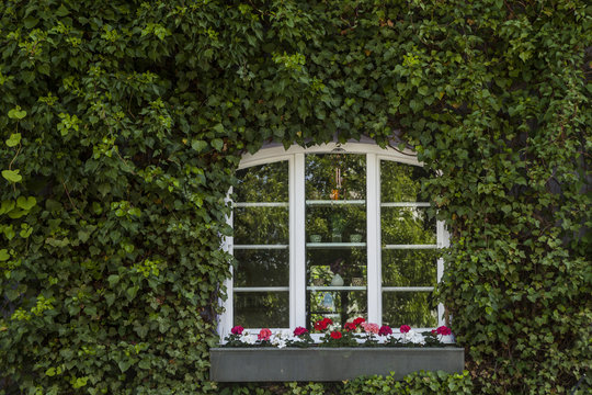 Window in between ivy on house facade