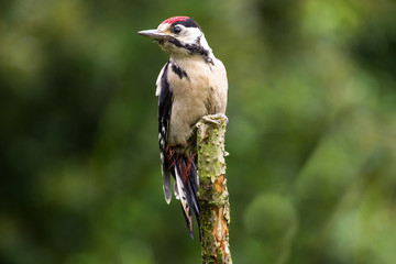 Juvenile Greater Spotted Woodpecker