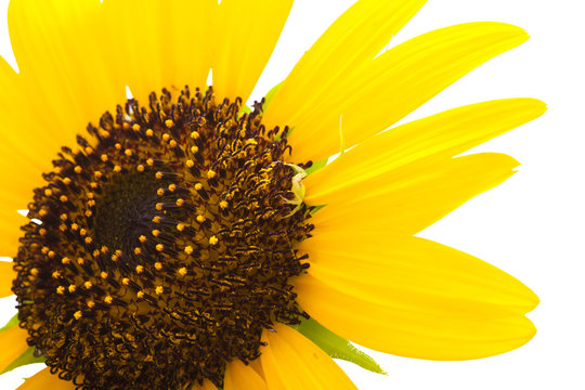 Beautiful close-up of sunflower.