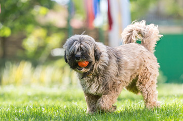 Tibetan terrier playing