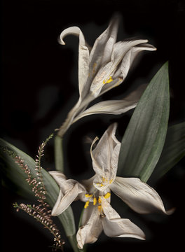 Withered white lillies in front of black background