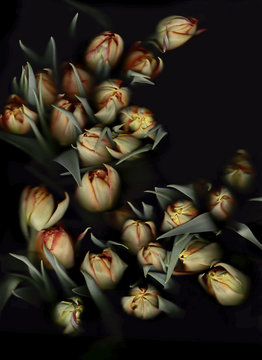 Bunch on tulips in front of black background