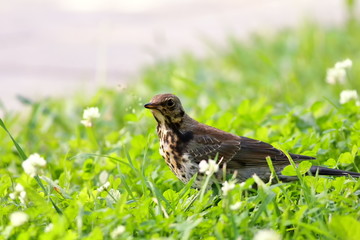 Fieldfare