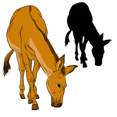donkey  black silhouette vector illustration realistic brown