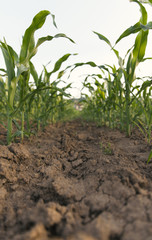 field of young corn..