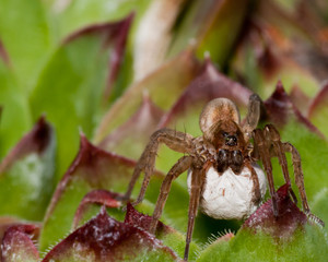 Wolf Spider With Egg Sack
