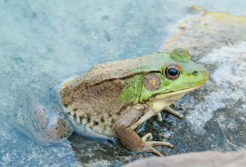 Bullfrog On A Rock