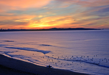 Surfer carrying surfboard onto Cronulla beach after a morning surf at sunrise and disturbing a...