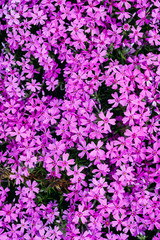 top view flower phlox subulata as background