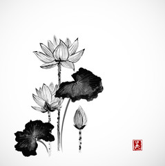 Lotus flowers hand drawn with ink on white background. Traditional Japanese ink painting sumi-e. Contains hieroglyph beauty.