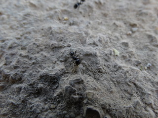 Hormiga
