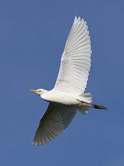 Cattle egret (Bubulcus ibis)