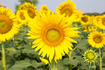 Obraz premium Beautiful yellow sunflower field