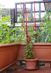 plants of tomatoes and zucchini in the pots of an urban garden i