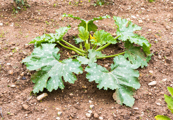 Green plant of Zucchini.