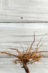 roots of a tree on a wooden background
