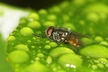 Dolichopus Ungulates, Dolichopodidae
