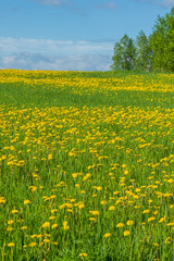 Wild dandelion field in countryside