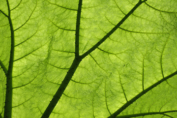 Backlit giant Gunnera plant leaf