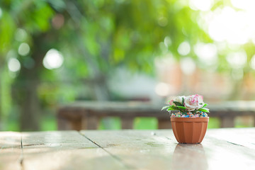 rose decoration with blur garden background