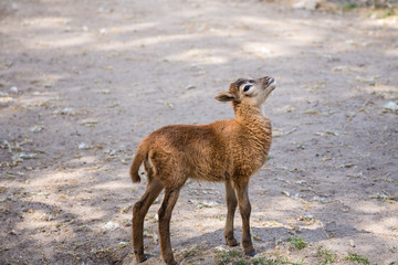 Brown goat standing on the ground