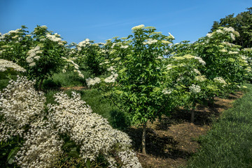 Blühende Blüten von Holunder an einem Hollunderstrauch