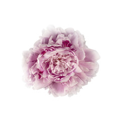 Pink Peony Flower (with clipping path)