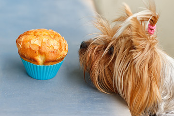 Yorkshire Terrier tries to reach the tasty muffins