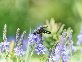 Beautiful little wild meadow of purple flowers with a butterfly