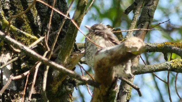 thrush chick sitting in a branches of tree and opening beak