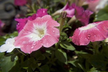 Pink Petunia