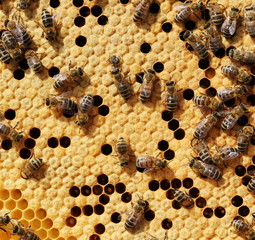 Bees working on honey cells in beehive. Close up macro