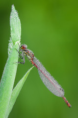 Damsel Fly covered in dew