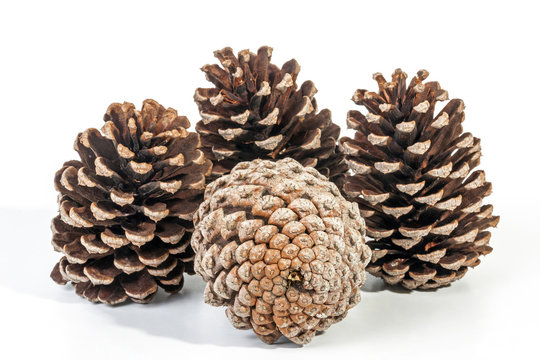 Studio Shot Cluster of Four Old  Pine Cones