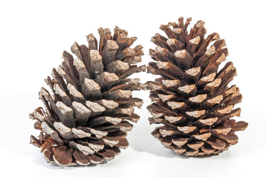 Studio Shot  of Two Old Upright  Pine Cones
